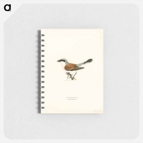 アートメモ帳-Red-backed Shrike
 - スヴェンスカ フォグラル Memo.