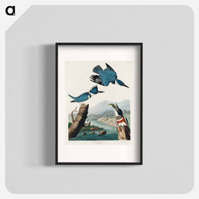アートポスター-Belted Kingfisher from Birds of America
 - アメリカの鳥たち Poster.