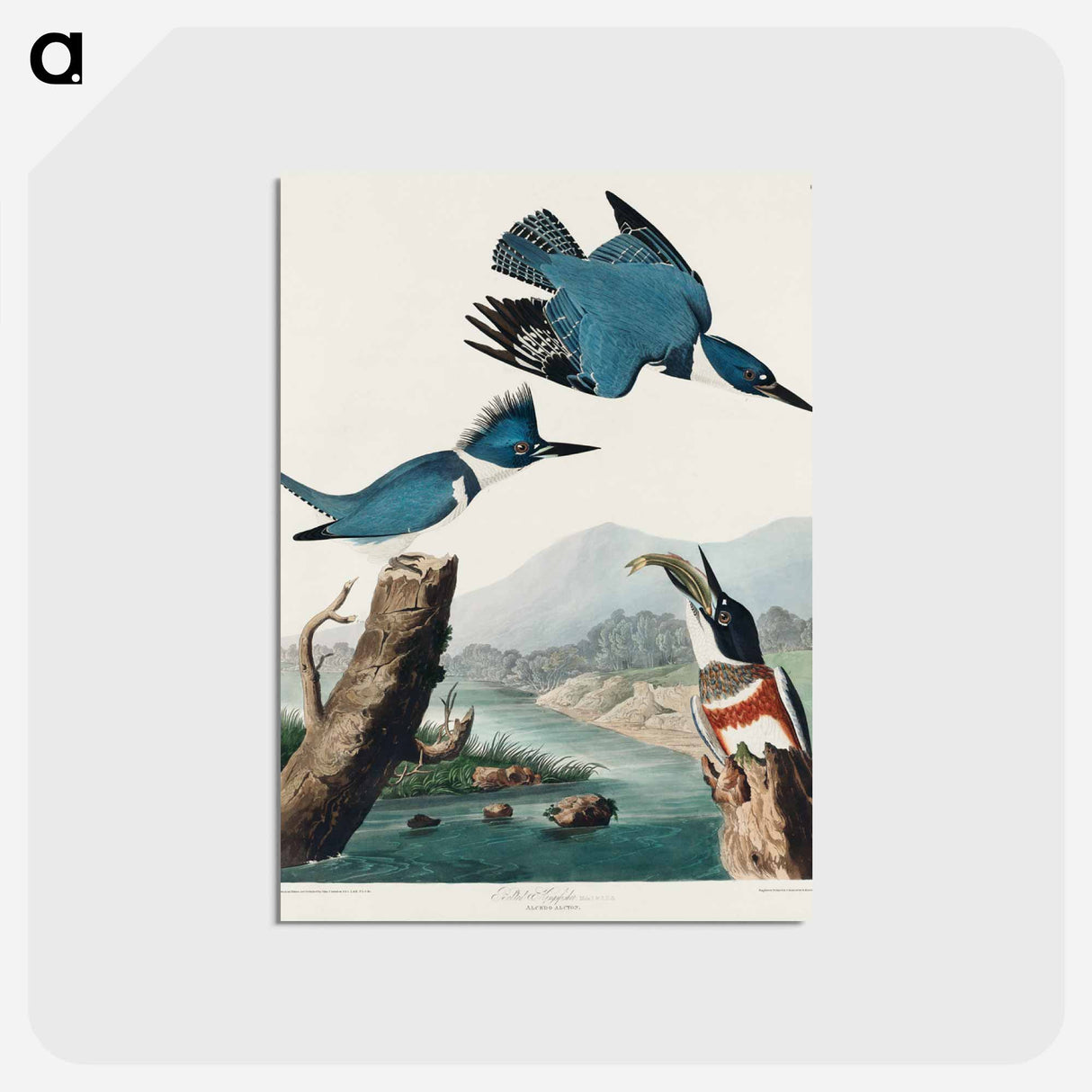 アートポストカード-Belted Kingfisher from Birds of America
 - アメリカの鳥たち Postcard.
