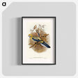 アートポスター-Blue-cheeked Parakeet
 - オーストラリアの鳥 Poster.