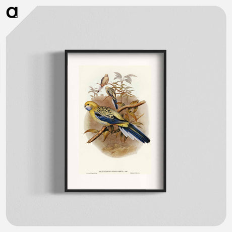 アートポスター-Blue-cheeked Parakeet
 - オーストラリアの鳥 Poster.