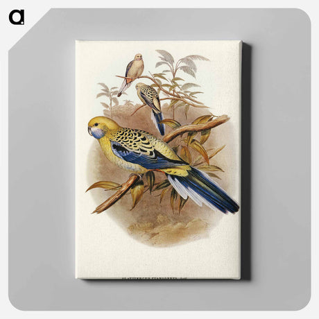 アートパネル-Blue-cheeked Parakeet
 - オーストラリアの鳥 Canvas.