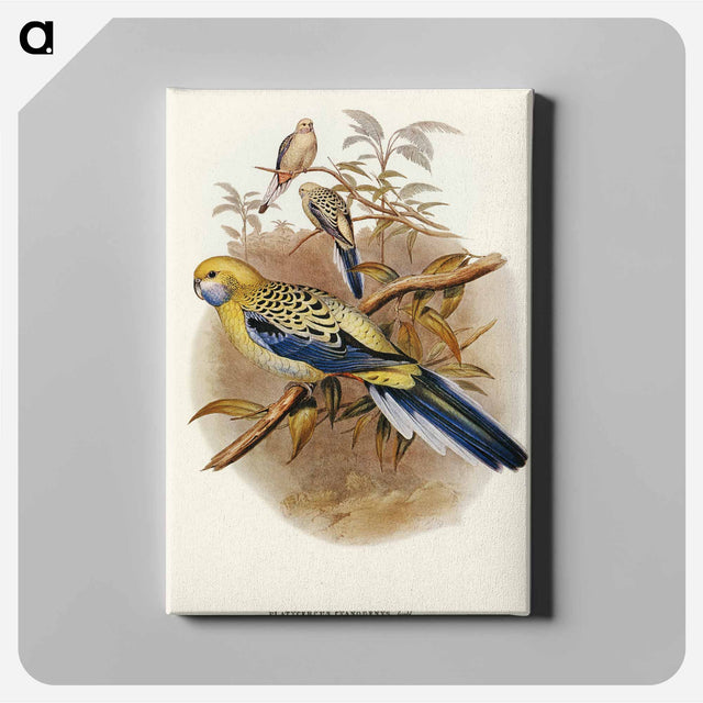 アートパネル-Blue-cheeked Parakeet
 - オーストラリアの鳥 Canvas.