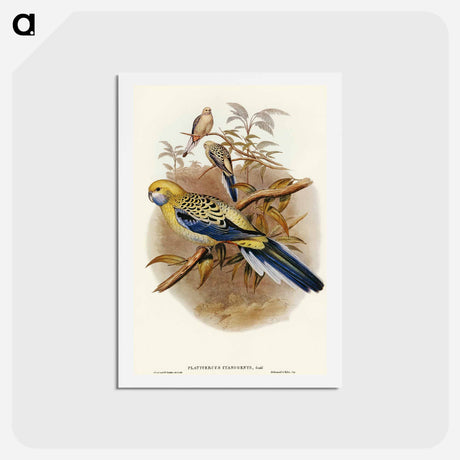 アートポストカード-Blue-cheeked Parakeet
 - オーストラリアの鳥 Postcard.