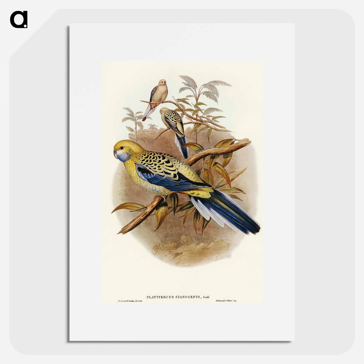 アートポスター-Blue-cheeked Parakeet
 - オーストラリアの鳥 Poster.