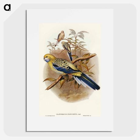 アートポスター-Blue-cheeked Parakeet
 - オーストラリアの鳥 Poster.