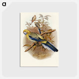 アートポストカード-Blue-cheeked Parakeet
 - オーストラリアの鳥 Postcard.