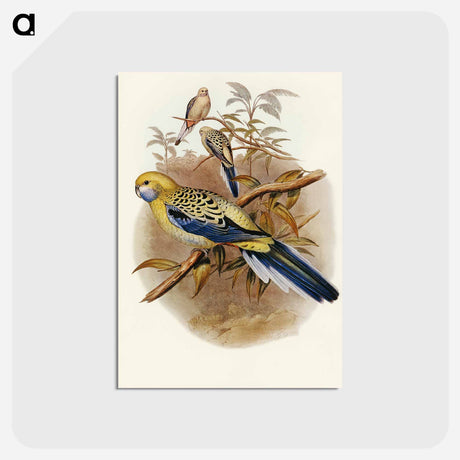 アートポストカード-Blue-cheeked Parakeet
 - オーストラリアの鳥 Postcard.