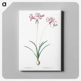2-25_The-Lilies_canvas