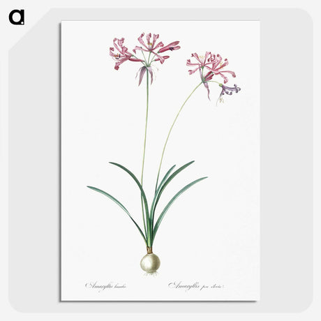 2-25_The-Lilies_picture-crop