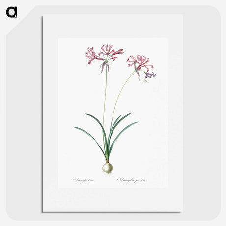 2-25_The-Lilies_picture