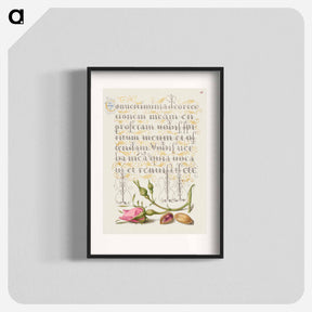 アートポスター-French Rose and Pistachio from Mira Calligraphiae Monumenta
 - 書道のお手本 Poster.