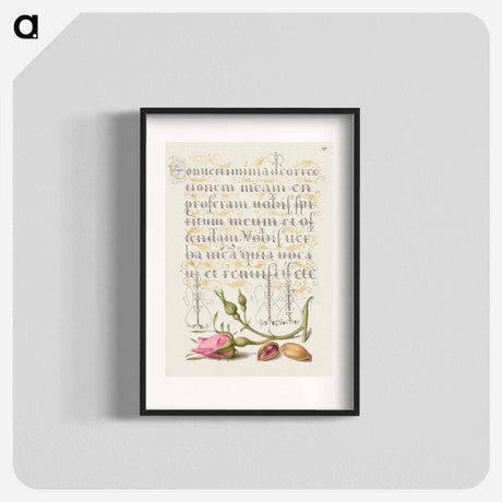アートポスター-French Rose and Pistachio from Mira Calligraphiae Monumenta
 - 書道のお手本 Poster.