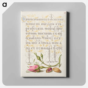 アートパネル-French Rose and Pistachio from Mira Calligraphiae Monumenta
 - 書道のお手本 Canvas.