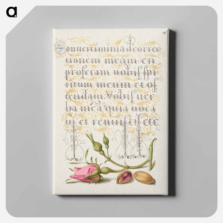 アートパネル-French Rose and Pistachio from Mira Calligraphiae Monumenta
 - 書道のお手本 Canvas.