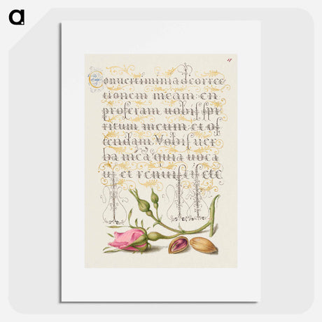 アートポスター-French Rose and Pistachio from Mira Calligraphiae Monumenta
 - 書道のお手本 Poster.