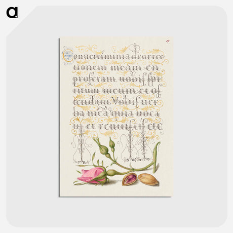 アートポストカード-French Rose and Pistachio from Mira Calligraphiae Monumenta
 - 書道のお手本 Postcard.