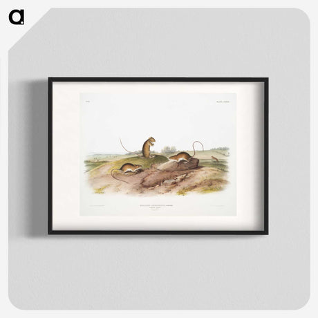 2-25_The-Viviparous-Quadrupeds_blk