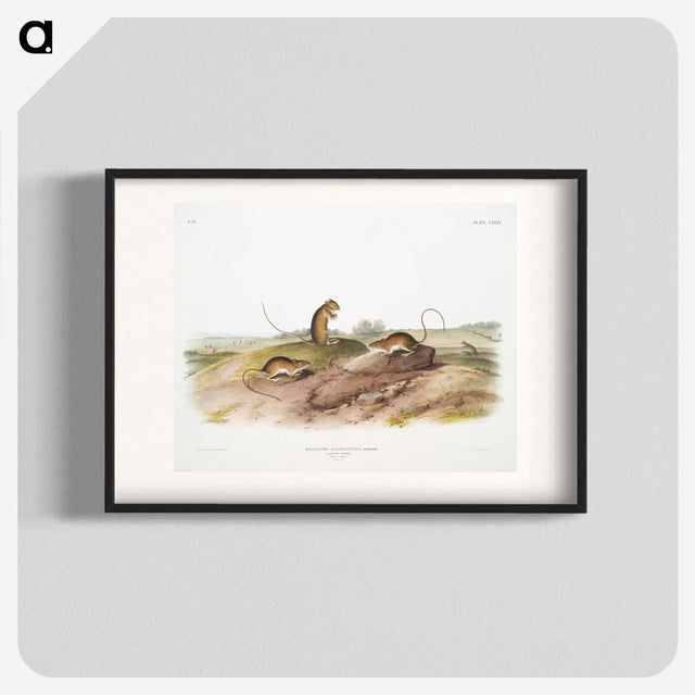 2-25_The-Viviparous-Quadrupeds_blk