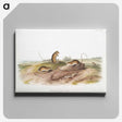2-25_The-Viviparous-Quadrupeds_canvas