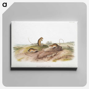 2-25_The-Viviparous-Quadrupeds_canvas