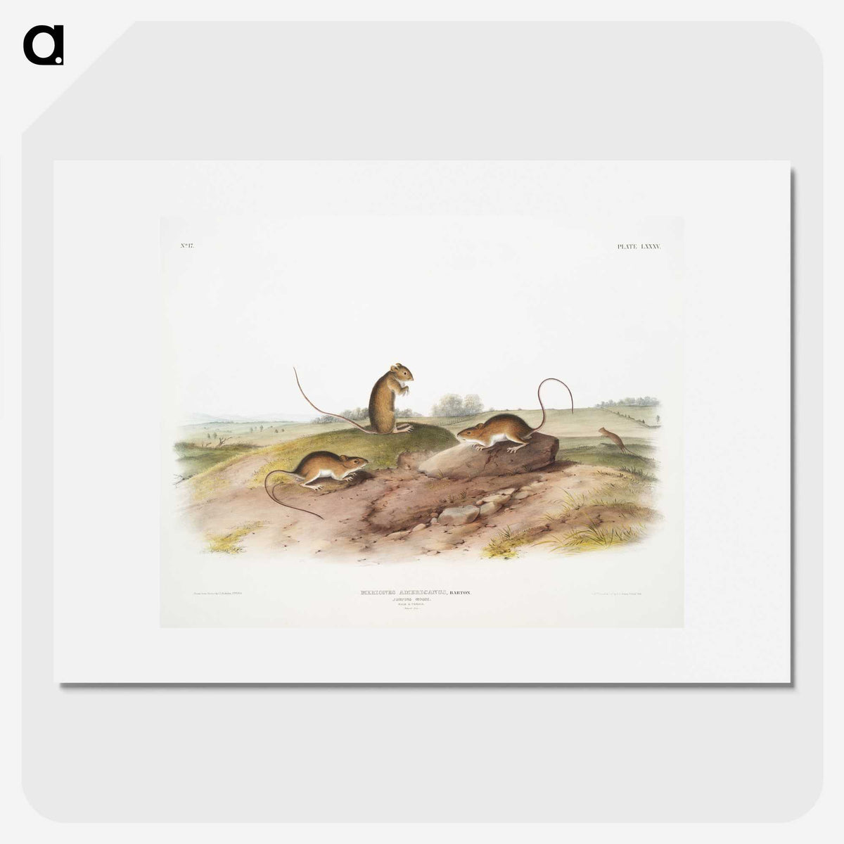 2-25_The-Viviparous-Quadrupeds_picture