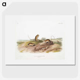 2-25_The-Viviparous-Quadrupeds_picture