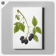 2-25_USDA-Watercolor-Fruit-Painting-Collection_canvas