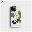 2-25_USDA-Watercolor-Fruit-Painting-Collection_phone