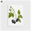 2-25_USDA-Watercolor-Fruit-Painting-Collection_postcard