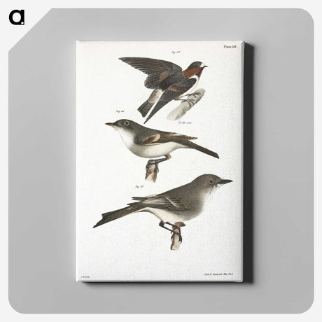 2-25_Zoology-of-New-York_canvas