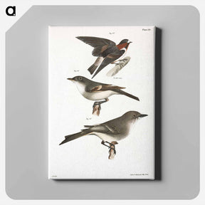 アートパネル-The Cliff Swallow - ニューヨークの動物学 Canvas.