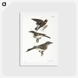 2-25_Zoology-of-New-York_hagaki