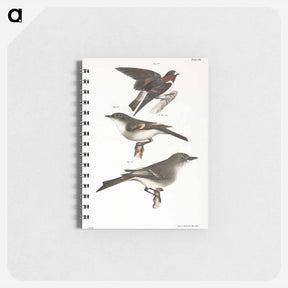 アートメモ帳-The Cliff Swallow - ニューヨークの動物学 Memo.