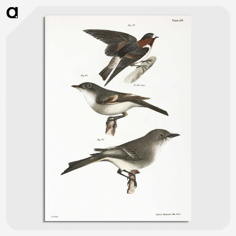 2-25_Zoology-of-New-York_picture-crop