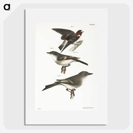2-25_Zoology-of-New-York_picture