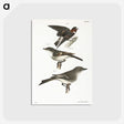 2-25_Zoology-of-New-York_postcard