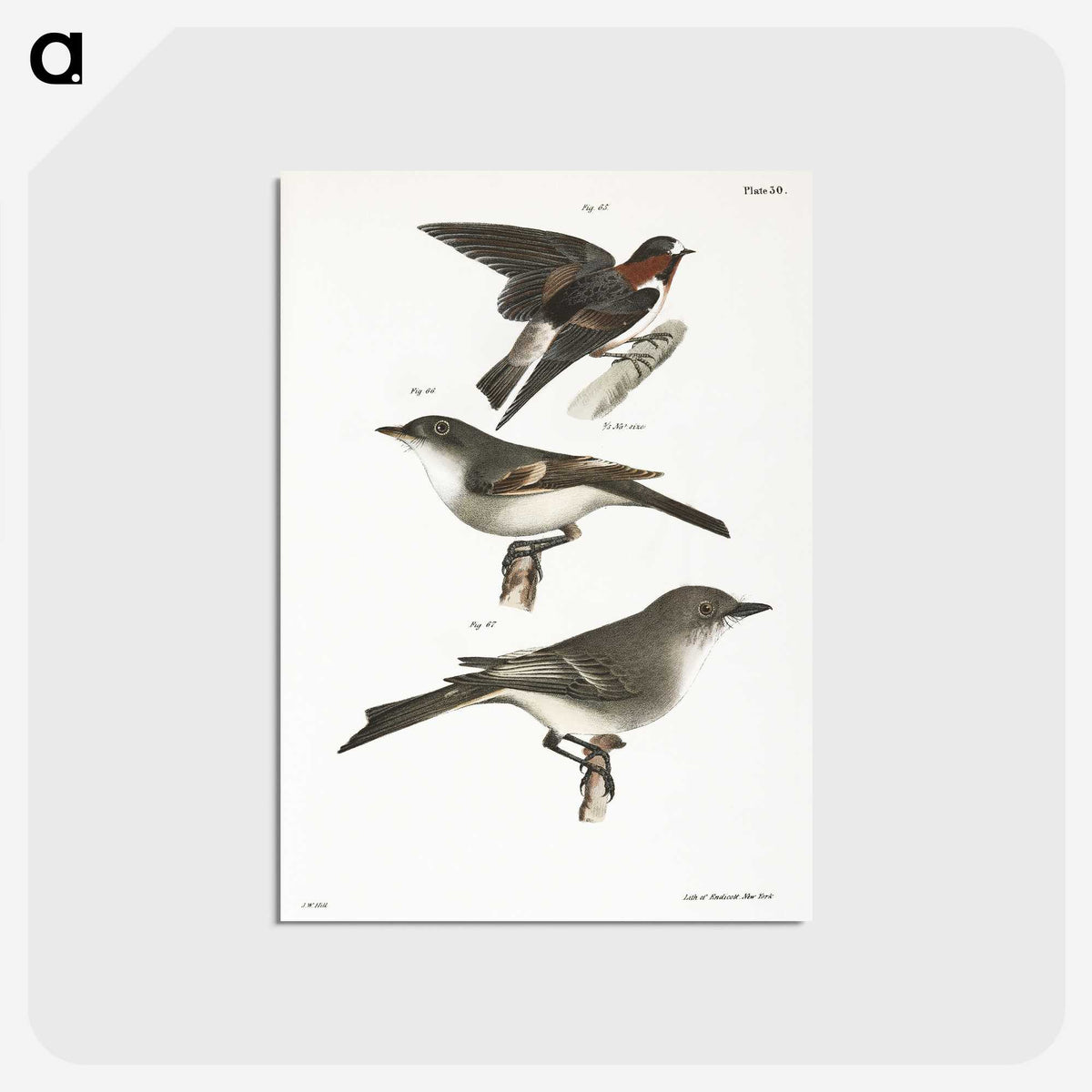 2-25_Zoology-of-New-York_postcard