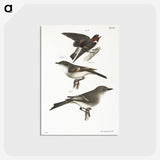 2-25_Zoology-of-New-York_postcard