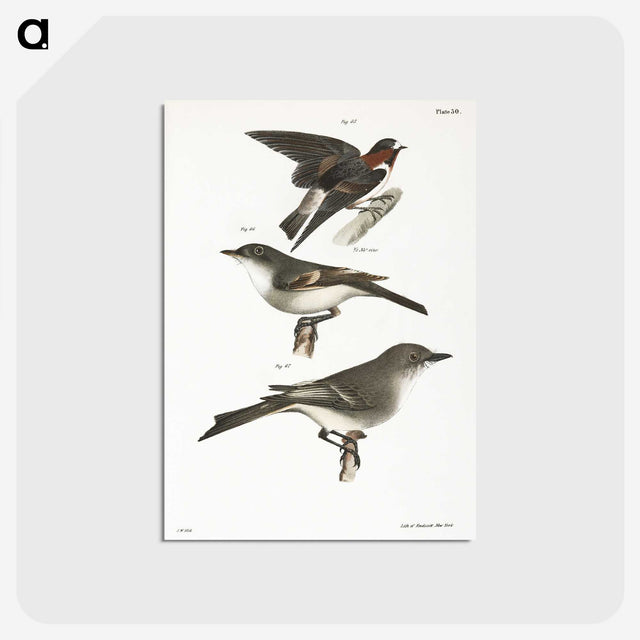 2-25_Zoology-of-New-York_postcard