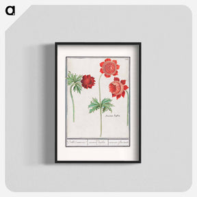 アートポスター-Peony and Anemone - アンセルムス ボエティウス デ ブート Poster.