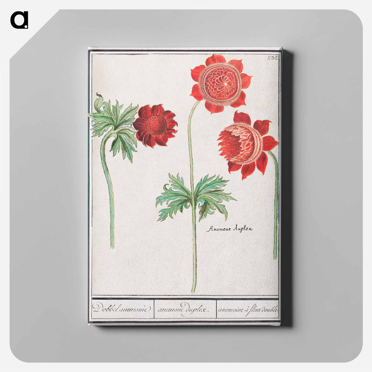 Peony and Anemone - アンセルムス ボエティウス デ ブート Canvas.