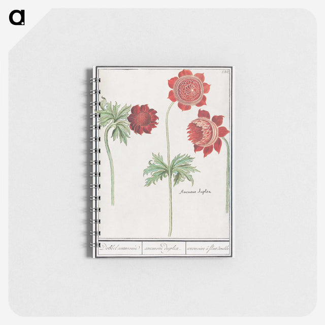 2-26_Anselmus-Boetius-de-Boodt_memo
