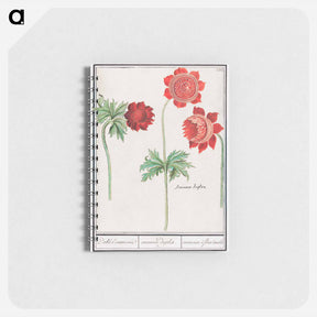 アートメモ帳-Peony and Anemone - アンセルムス ボエティウス デ ブート Memo.