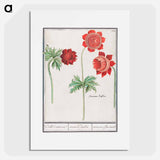 Peony and Anemone - アンセルムス ボエティウス デ ブート Poster.