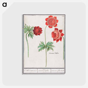 アートポストカード-Peony and Anemone - アンセルムス ボエティウス デ ブート Postcard.