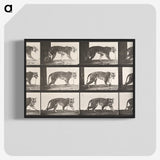 2-26_Eadweard-Muybridge_blk-crop