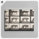 2-26_Eadweard-Muybridge_canvas