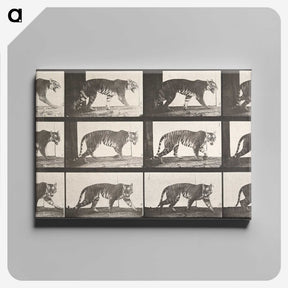 2-26_Eadweard-Muybridge_canvas
