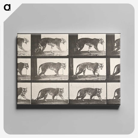 2-26_Eadweard-Muybridge_canvas